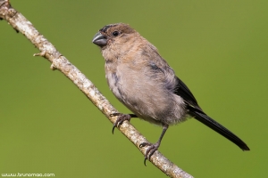 Priolo | Azorean Bullfinch (Pyrrhula murina)