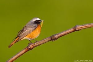 Rabirruivo-de-testa-branca | Common Redstart (Phoenicurus phoenicurus)