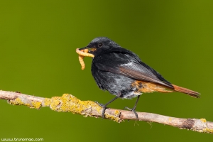 Rabirruivo-preto | Black Redstart (Phoenicurus ochruros)