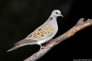 Rola-brava | Turtle Dove (Streptopelia turtur)