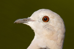 Rola-turca | Eurasian Collared Dove (Streptopelia decaocto)