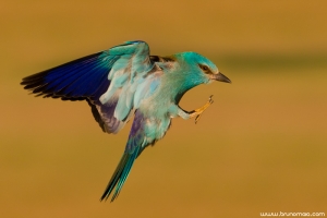 Rolieiro | European Roller (Coracias garrulus)