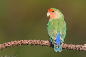 Rosicolor | Peach-faced Lovebird (Agapornis roseicollis)