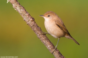 Rouxinol-pequeno-dos-caniços | Reed Warbler (Acrocephalus scirpaceus)