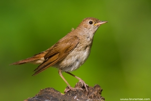 Rouxinol | Rufous Nightingale (Luscinia megarhynchos)