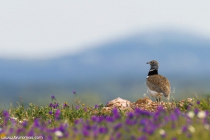 Sisão | Little Bustard (Tetrax tetrax)