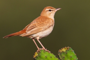 Solitário | Rufous Bush Robin (Cercotrichas galactotes)