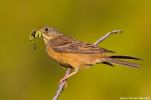 Sombria | Ortolan Bunting (Emberiza hortulana)