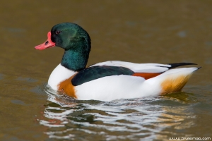 Tadorna | Shellduck (Tadorna tadorna)