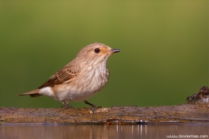 Taralhão-cinzento | Spotted Flycatcher (Muscicapa striata)