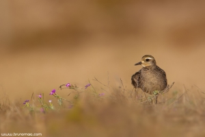 Tarambola-dourada-americana | American Golden Plover (Pluvialis dominica)