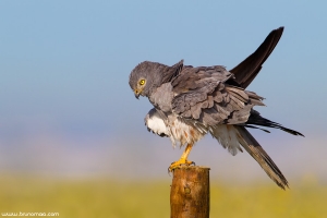 Águia-caçadeira | Montagu's Harrier (Circus pygargus)