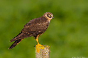 Tartaranhão-pálido | Pallid Harrier (Circus macrourus)