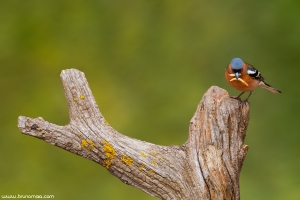 Tentilhão | Chaffinch (Fringilla coelebs)