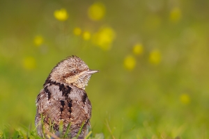 Torcicolo | Eurasian Wryneck (Jynx torquilla)