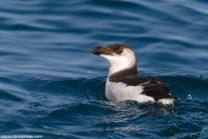 Torda-mergulheira | Razorbill (Alca torda)