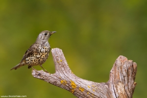 Tordeia | Mistle Thrush (Turdus viscivorus)