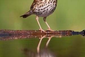 Tordo-pinto | Song Thrush (Turdus philomelos)