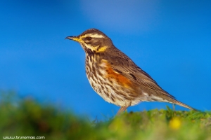 Tordo-ruivo | Redwing (Turdus iliacus)