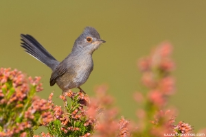 Toutinegra-do-mato | Dartford warbler (Sylvia undata)