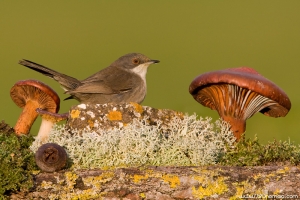 Toutinegra-dos-valados | Sardinian Warbler (Sylvia melanocephala)