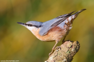 Trepadeira-azul | Nuthatch (Sitta europaea)