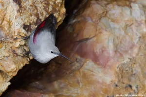 Trepa-fragas | Wallcreeper (Tichodroma muraria)