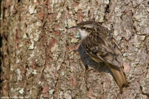 Trepadeira | Short-toed Treecreeper (Certhia brachydactyla)