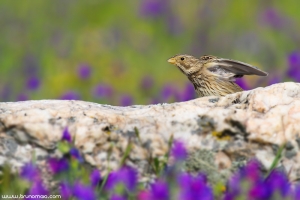 Trigueirão | Corn Bunting (Miliaria calandra)